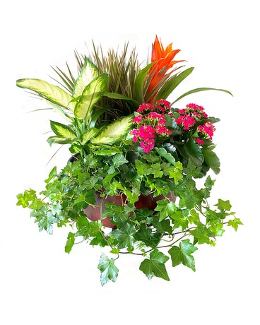 Delightful by Cactus Flower Flower Arrangement