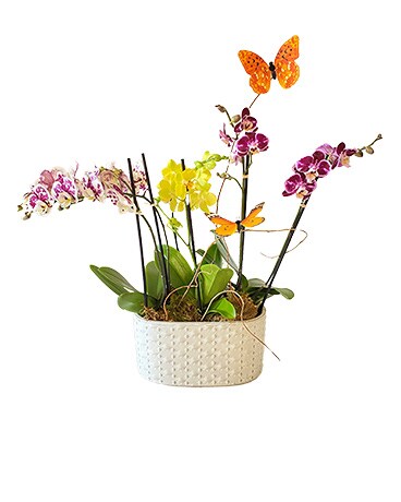 Butterfly Kisses by Cactus Flower Flower Arrangement
