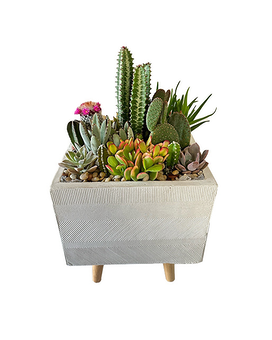 Succulent Delight by Cactus Flower Plant