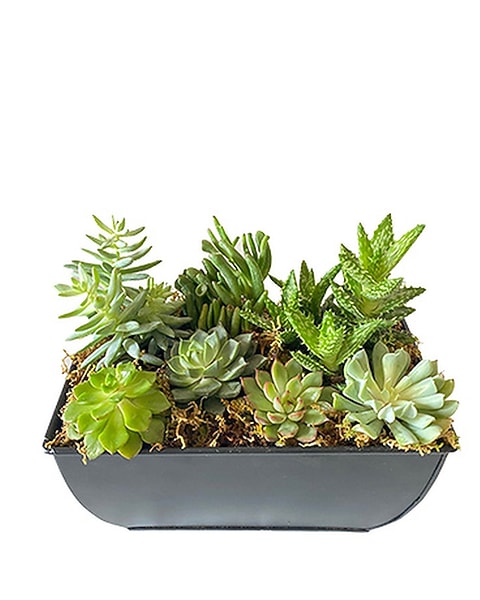 colorful succulent Colorful 3D Printed Pot with Succulent (Local Pickup Only