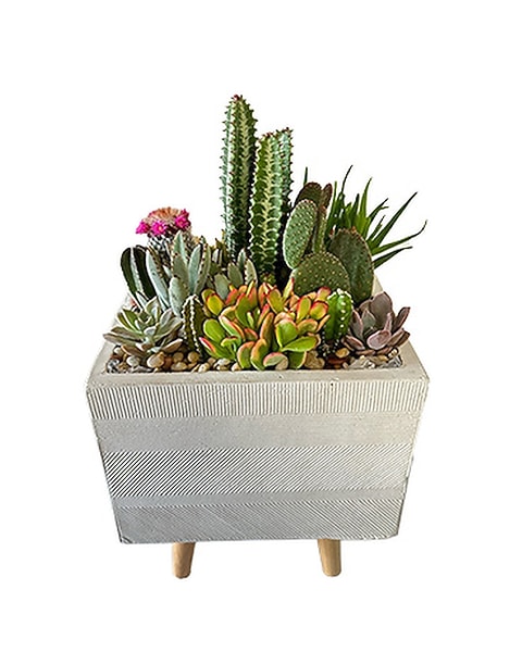 Succulent Delight by Cactus Flower