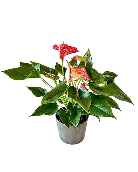 Anthurium by Cactus Flower in Scottsdale AZ - Cactus Flower Florists
