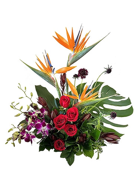 Tropical Fusion by Cactus Flower