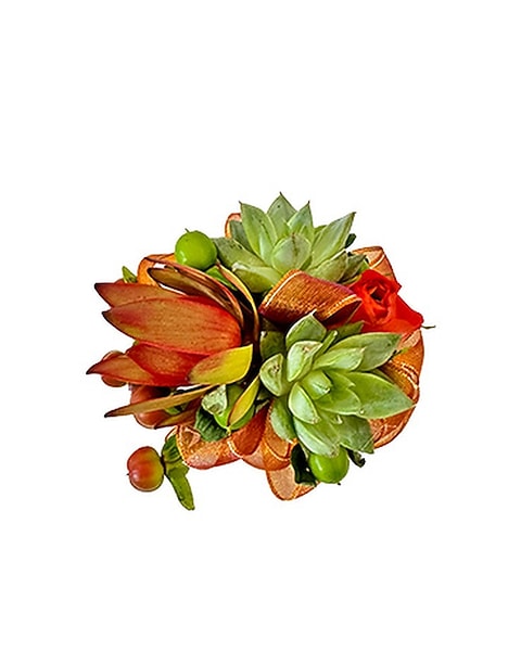 seed of lotus flower Lotus Seeds – Seeds Connect