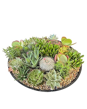Succulents & Plants | Plant Delivery Arizona