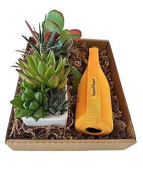 Succulents & Plants | Plant Delivery Arizona