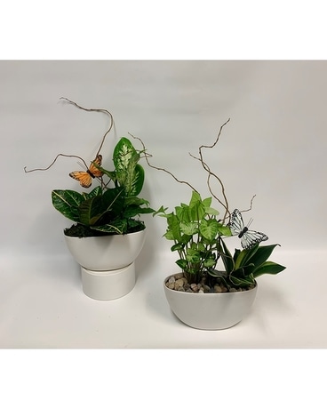 White Ceramic Planter Dish Garden Plant