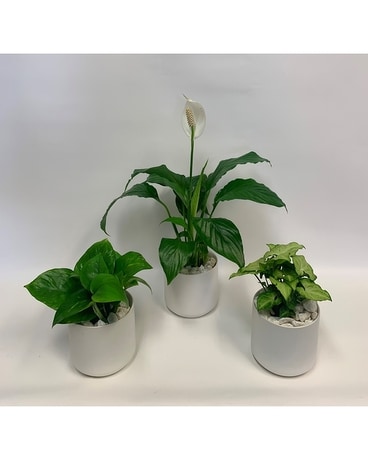 Green Plant in White Ceramic Plant