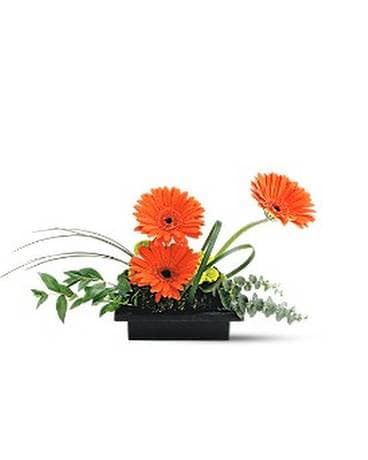 Teleflora's Zen Gerbera Bowl Plant