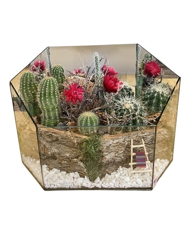 Cactus Garden (X-Large) Custom product