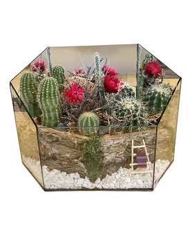 Cactus Garden (X-Large) Custom product