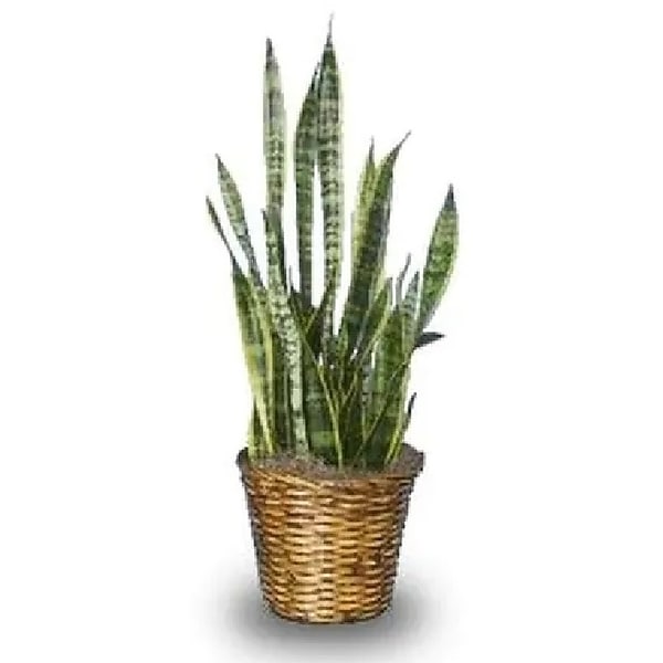 sansevieria grn Sansevieria Moonshine (Bogenhanf) (M) kaufen? | Remus