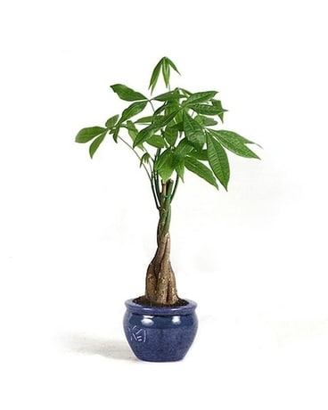 Money Tree Plant