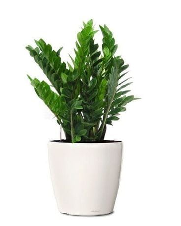 ZZ plant Plant