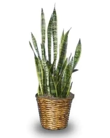 Snake plant ( sansevieria) Plant