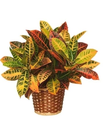 CROTON PLANT 10 inch Plant