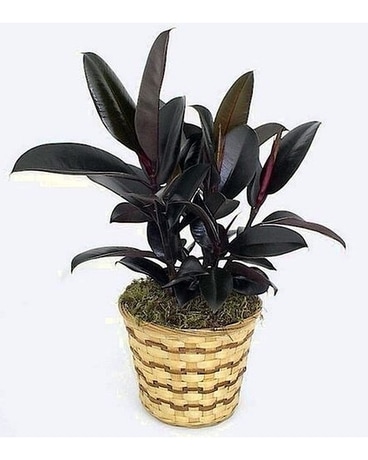 RUBBER PLANT ( FICUS ELASTICA)  10 inch Plant