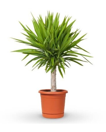Yucca Plant 10 inch Plant