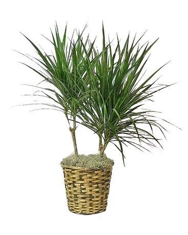 Dracaena (Madagascar Dragon Tree) 10 inch Plant