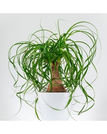 Ponytail Palm 6 inch Plant