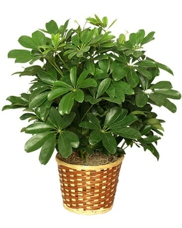 ARBORICOLA IN BASKET 6 Inch Plant