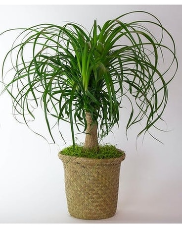 10 inch PONYTAIL PALM Plant