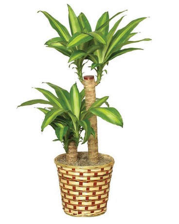 Dracaena Plant in Basket 10 inch Plant