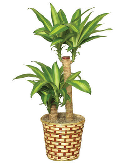 Dracaena Plant in Basket 10 inch Plant