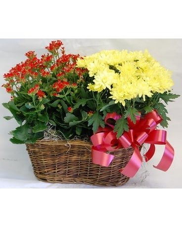Inglis' Double Blooming Basket Flower Arrangement