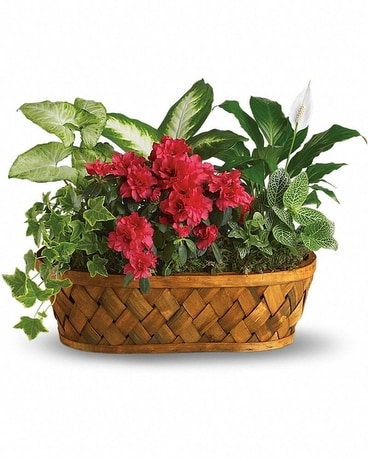 Plants GaloreInglis' Plants Galore Flower Arrangement