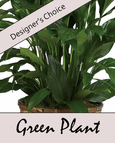 Designer's Choice: Green Plant Flower Arrangement