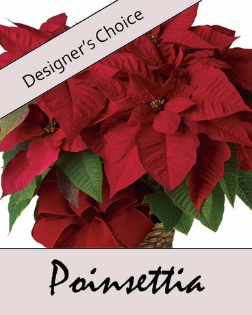 Designer's Choice: Poinsettia Flower Arrangement