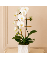 Potted White Cascading Orchid in San Diego CA - Flowers by Coley