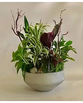 hanging begonia plant Hanging Basket Begonia Collection main image 0