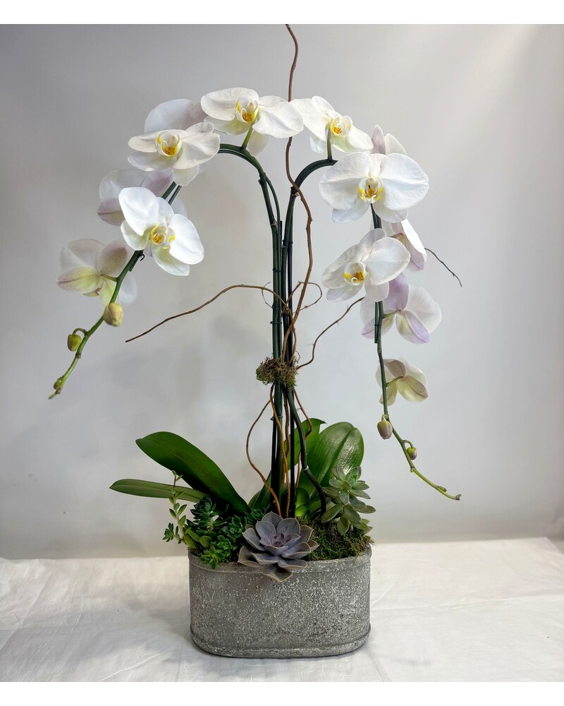This Lovely Orchid Bouquet Embodies Charm and Elegance