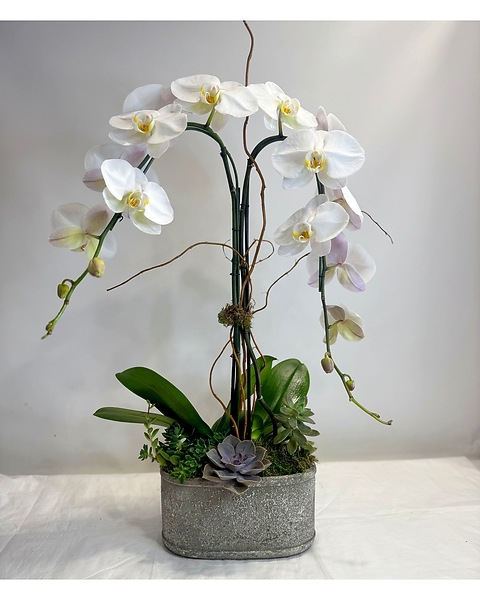 Orchid and Succulent Garden