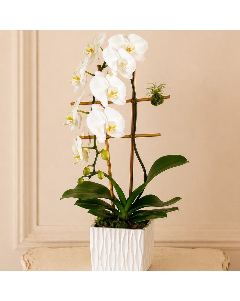 Potted White Cascading Orchid in San Diego CA - Flowers by Coley