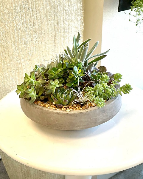 a zz plant ZZ Plant