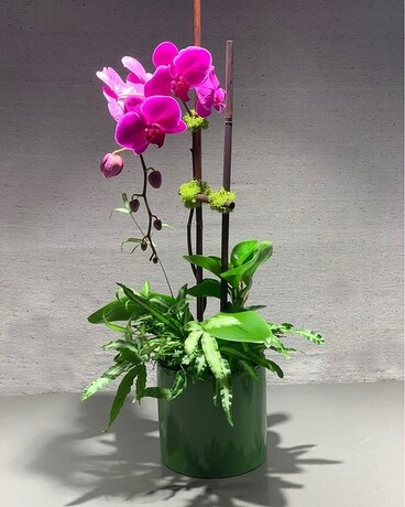 Zen Orchid Garden Plant