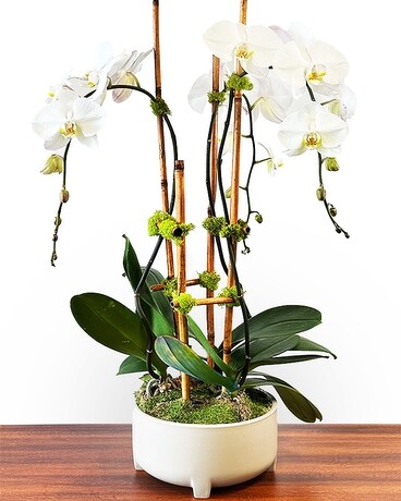 Multi-Stemmed Phalaenopsis Orchid Planter Plant