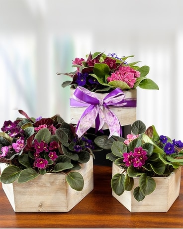 Blooming Delivery La Jolla CA - Adelaide's