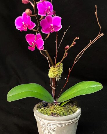 12 Month - Plant of the Month Club Flower Arrangement