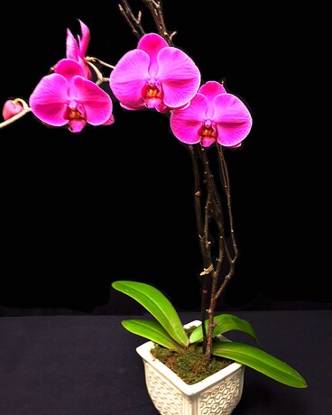 Fuschia Phalaenopsis Flower Arrangement