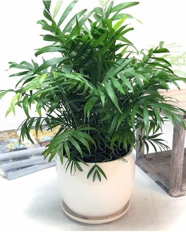 Designer Choice - Green Plant Flower Arrangement