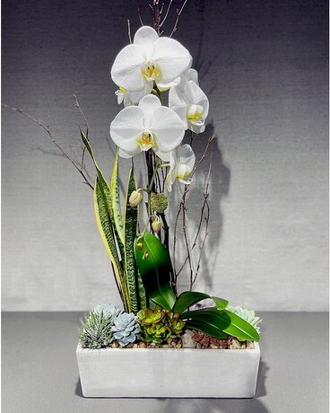 Contemporary Orchid Garden Flower Arrangement