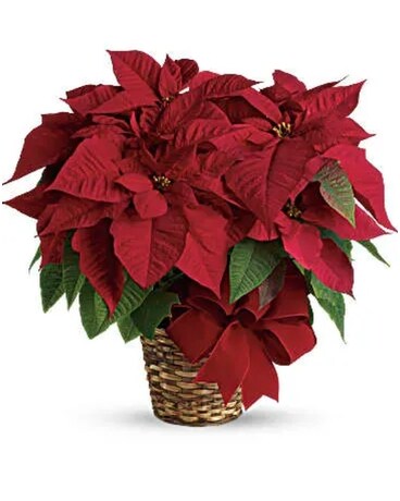 Poinsettia Plant Flower Arrangement