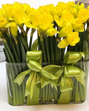 Daffodils in Bloom