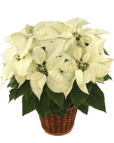 Winter White Poinsettia Plant Flower Arrangement