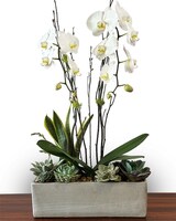 DOUBLE STEM size,  inches height and  inches wide.