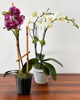 Miniature Orchid Plant size,  inches height and  inches wide.